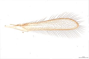 Th146-0 flavipes male.jpg