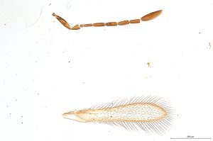 Th147-0 flavipes.jpg