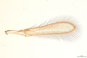 Th148-0 flavipes.jpg