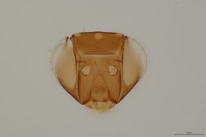 Th163-0 flavipes.jpg