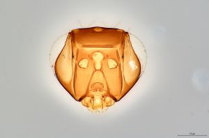 Th190-0 flavipes.jpg