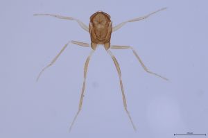 Th205-0 flavipes.jpg