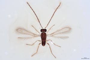 Th22-0 flavipes male.jpg