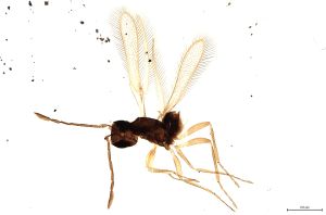 Th226-0 flavipes.jpg