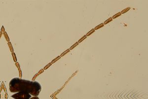 Th2274-1 flavipes cf male.jpg