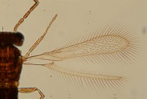 Th2274-3 Brit No. 23928.jpg