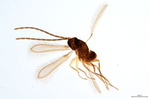 Th25-0 cf. flavipes male.jpg