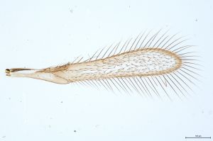 Th253-0 flavipes male.jpg