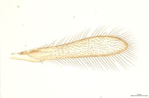 Th255-0 flavipes.jpg