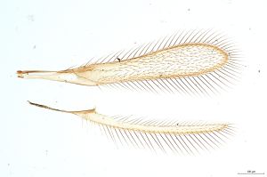 Th256-0 flavipes.jpg