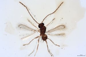 Th265-0 cf. flavipes male.jpg