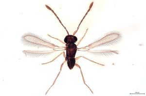 Th267-0 flavipes.jpg