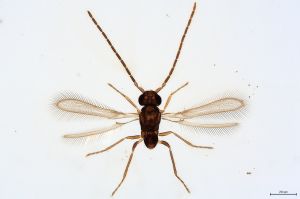 Th269-0 flavipes male.jpg
