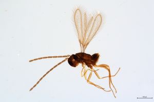 Th27-0 cf. flavipes male.jpg