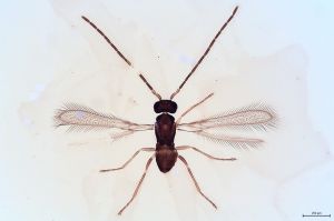 Th270-0 flavipes male.jpg