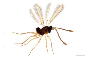 Th283-I-0 flavipes.jpg