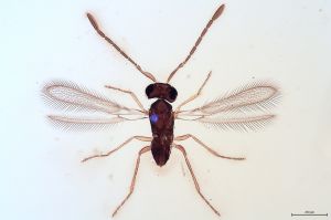 Th287-0 flavipes.jpg