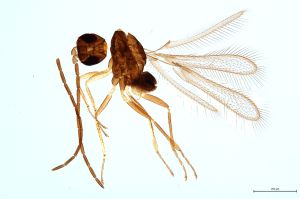 Th29-0 cf. flavipes male.jpg