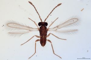 Th299-0 flavipes.jpg