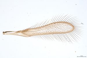 Th3-0 flavipes cf. male.jpg