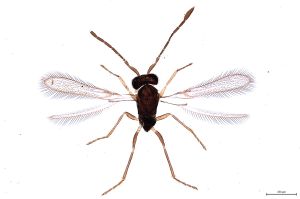 Th303-0 flavipes.jpg