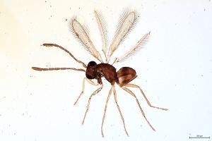 Th306-0 flavipes.jpg