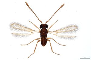 Th307-0 flavipes.jpg