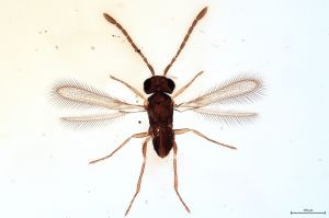 Th308-0 flavipes.jpg