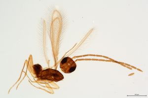 Th31-0 cf. flavipes male.jpg