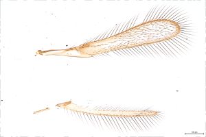 Th316-0 flavipes male.jpg