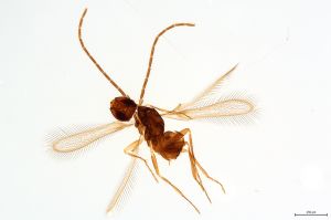Th33-0 cf. flavipes male.jpg