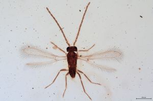 Th3363-0 flavipes cf male.jpg