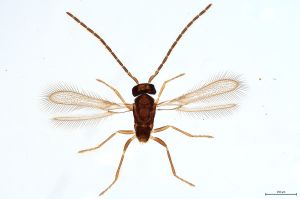 Th3369-0 flavipes male.jpg