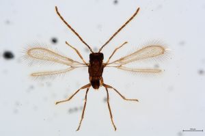 Th343-0 cf. flavipes male.jpg