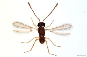 Th344-0 flavipes.jpg