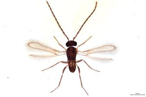Th345-0 flavipes male.jpg