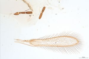 Th352-0 flavipes.jpg