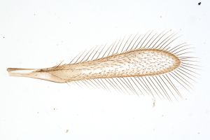 Th353-0 flavipes male.jpg