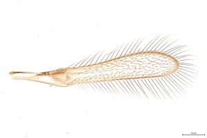 Th354-0 flavipes male.jpg