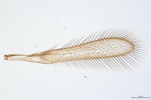 Th355-0 flavipes female.jpg