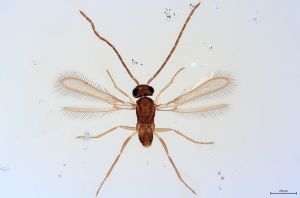Th358-0 flavipes male.jpg