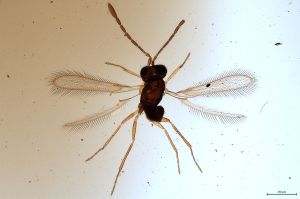 Th360-0 flavipes.jpg