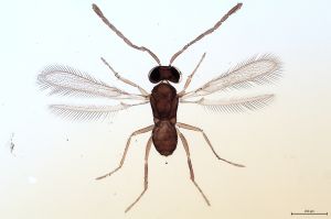 Th364-0 flavipes.jpg