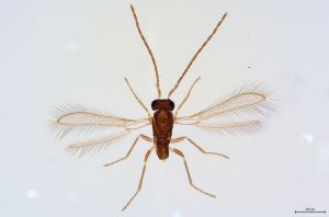 Th372-0 cf. flavipes male.jpg