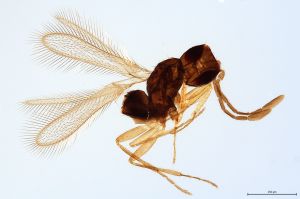 Th381-0 flavipes.jpg