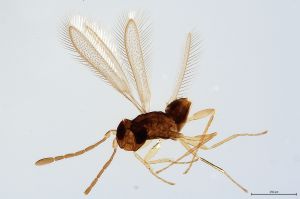 Th405-0 flavipes.jpg