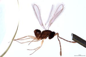 Th418-0 flavipes.jpg