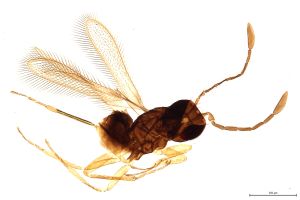 Th429-0 flavipes.jpg