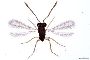 Th445-0 flavipes.jpg