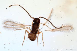 Th52-0 flavipes male.jpg